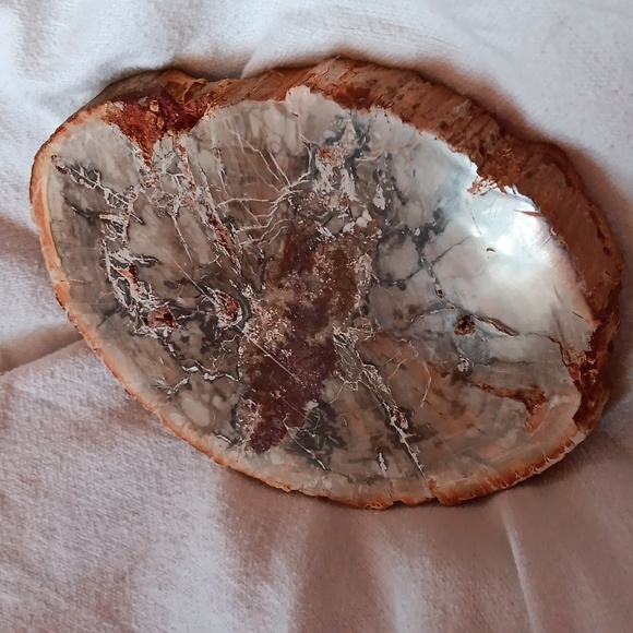 Large petrified wood slice 27.7 oz - Picture 1 of 6